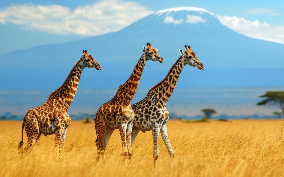 SJA Environmental Excellence Award – Tuzo Ya Walinda Mazingira